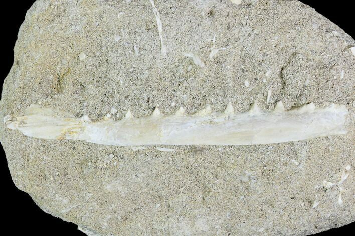 Enchodus Jaw Section with Teeth - Cretaceous Fanged Fish #111591